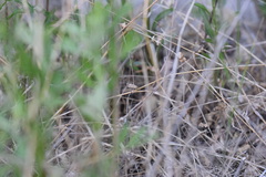 Nomophila noctuella