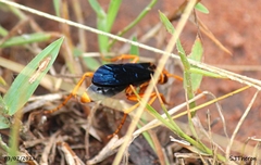 Hemipepsis tamisieri