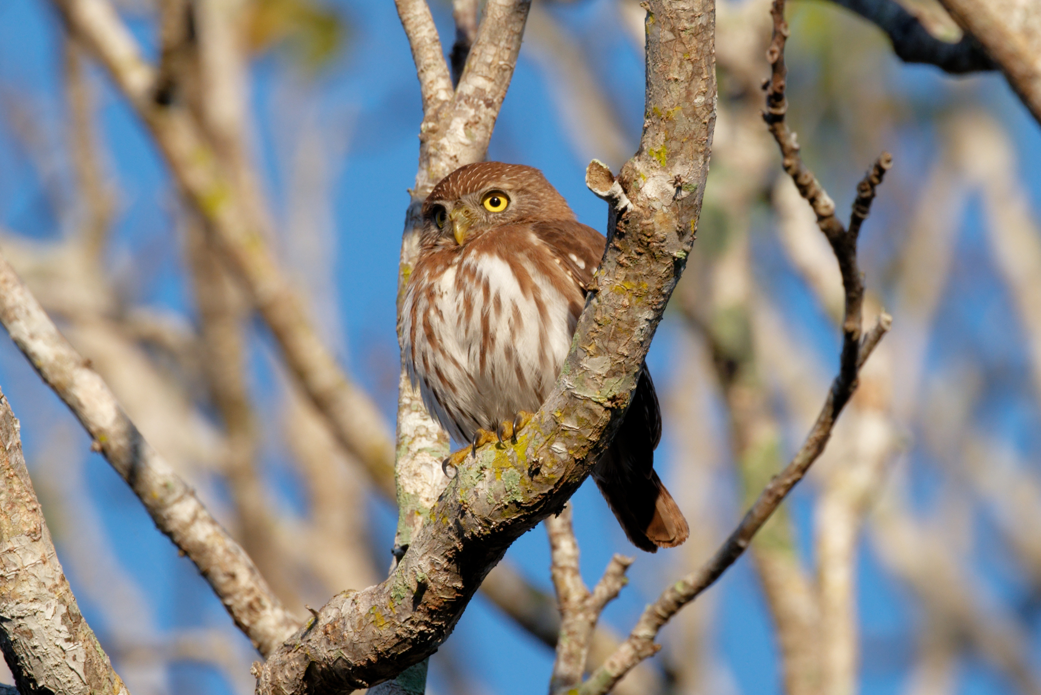 Ferruginous Pygmy-Owl (Glaucidium brasilianum)