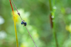 Anthidium punctatum