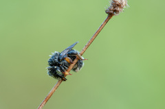 Anthidium punctatum