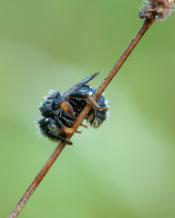 Anthidium punctatum