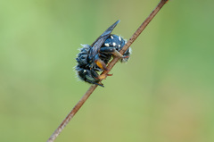 Anthidium punctatum