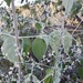 Iresine latifolia - Photo (c) Sue Carnahan, algunos derechos reservados (CC BY), subido por Sue Carnahan
