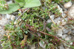 Corrigiola litoralis