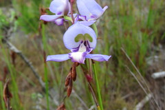 Disa graminifolia