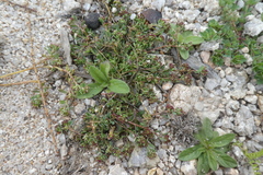 Corrigiola litoralis