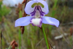 Disa graminifolia