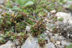 Corrigiola litoralis