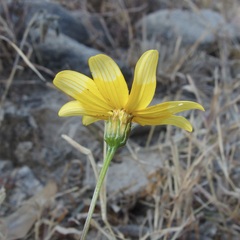 Bidens xanti
