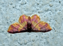 Lophosis labeculata