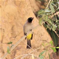 Pycnonotus xanthopygos