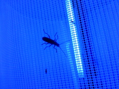 Cantharis fusca