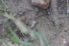 Nomophila noctuella