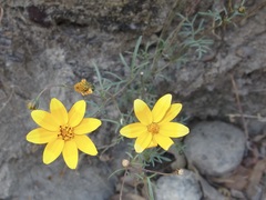 Bidens xanti