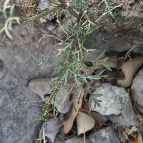 Image of Bidens xanti by (c) Sue Carnahan, some rights reserved (CC BY)