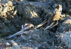 Gallinago gallinago