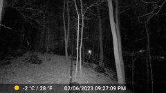 Odocoileus virginianus