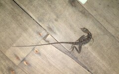 Basiliscus galeritus