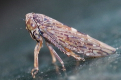 Acericerus vittifrons