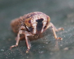 Acericerus vittifrons