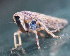 Acericerus vittifrons