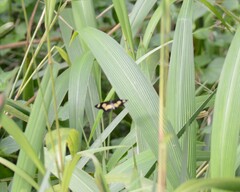 Acraea cabira