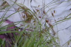 Carex maximowiczii