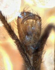 Lestremia