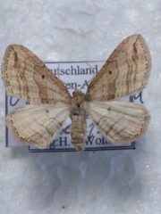 Orthonama vittata