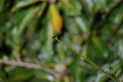 Palpopleura portia