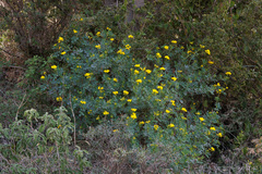 Coronilla valentina glauca
