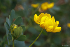 Coronilla valentina glauca