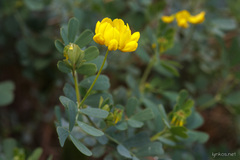 Coronilla valentina glauca