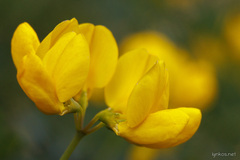 Coronilla valentina glauca