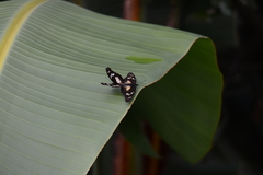 Pseudacraea lucretia tarquinea