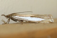 Crambus cypridalis