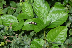 Acraea esebria