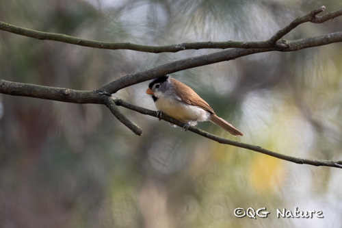 Grey-headed Parrotbill (Paradoxornis gularis), photo 7