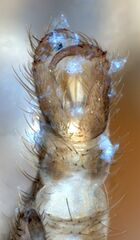 Lestremia