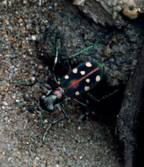 Cosmodela didyma