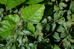 Philothamnus natalensis