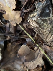 Mycena crocata
