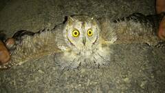 Otus scops