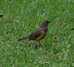 Turdus olivaceus