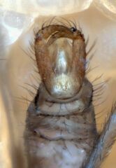 Lestremia