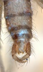 Lestremia