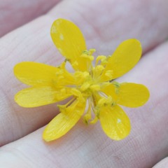 Ranunculus californicus