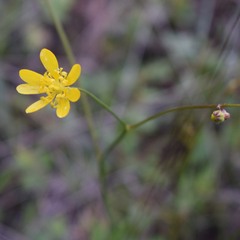 Ranunculus californicus