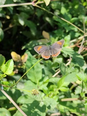Heliophorus
